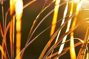 Golden Hour Free Photos
